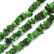 Natural Freshwater Shell Beads Strands, Dyed, Chips, Green, 2~6x4~14x4.5~8.5mm, Hole: 0.7~0.8mm, about 258~292pcs/strand, 31.10 inch~32.05 inch(79cm~81.4cm)(SHEL-S278-070E)