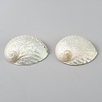 Natural Shell Display Decorations, for Home Office Desktop Decoration, Shell Shape, White, 87x65x17mm(DJEW-WH0042-143B)