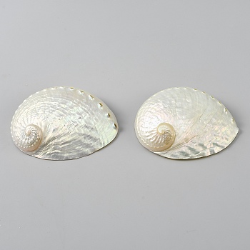 Natural Shell Display Decorations, for Home Office Desktop Decoration, Shell Shape, White, 87x65x17mm