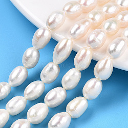 Natural Cultured Freshwater Pearl Beads Strands, Rice, Seashell Color, 10~13x7.9~8.4mm, Hole: 0.7~0.8mm, about 16~17pcs/strand, 7.09 inch(18cm)(PEAR-N012-07R)