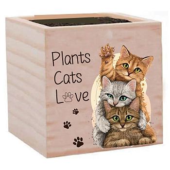 Willow Wood Planters, Flower Pots, for Garden Supplies, Square with Word, Cat Shape, 75x75x75mm