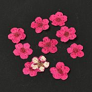 Narcissus Embossing Dried Flowers, for Cellphone, Photo Frame, Scrapbooking DIY Handmade Craft, Cerise, 7mm, 20pcs/box(DIY-K032-60G)