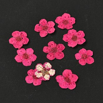 Narcissus Embossing Dried Flowers, for Cellphone, Photo Frame, Scrapbooking DIY Handmade Craft, Cerise, 7mm, 20pcs/box
