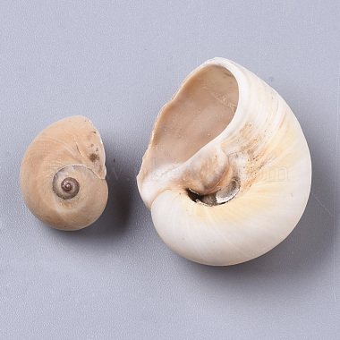 Natural Conch Shell Beads(SSHEL-S258-78)-3