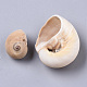 Natural Conch Shell Beads(SSHEL-S258-78)-3