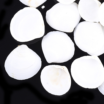 Natural Ark Shell Beads, Sea Shell Beads, Undrilled/No Hole, Scallop, White, 28~47x30~49x9~14mm