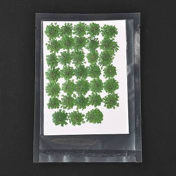 Pressed Dried Flowers, for Cellphone, Photo Frame, Scrapbooking DIY Handmade Craft, Green, 15~20x13~19mm, 100pcs/bag