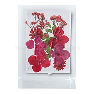 Pressed Dried Flowers, for Cellphone, Photo Frame, Scrapbooking DIY and Resin Art Floral Decors, 120x85x0.3mm(DIY-F076-01C)