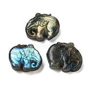 Natural Labradorite Carved Cabochons, Elephant, 25.5~27x30~32x7.5~9mm(G-C152-11)