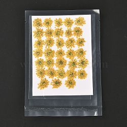 Pressed Dried Flowers, for Cellphone, Photo Frame, Scrapbooking DIY Handmade Craft, Gold, 15~20x13~19mm, 100pcs/bag(DIY-K032-58A)