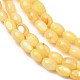 Dyed Natural Freshwater Shell Beads Strands(SH-CBA2978-06B)-2