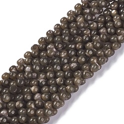 Natural Trochid Shell/Trochus Shell Beads Strands, Dyed, Round, Coffee, 6x3mm, Hole: 0.5mm, about 178pcs/strand, 15.47''(39.3cm)(SSHEL-K027-01)