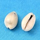 Natural Cowrie Shell Beads(X-BSHE-S049)-2