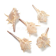 Natural Conch Shell Display Decorations, Lotus, PeachPuff, 64~81x33~40x27~30mm(AJEW-H126-10)
