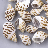 Spiral Shell Beads, Undrilled/No Hole Beads, Camel, 22~40x15~22x12~20mm(SSHEL-S258-54)