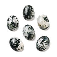 Natural Tree Agate Cabochons, Oval, 16x12x5mm(G-G145-01B-54)