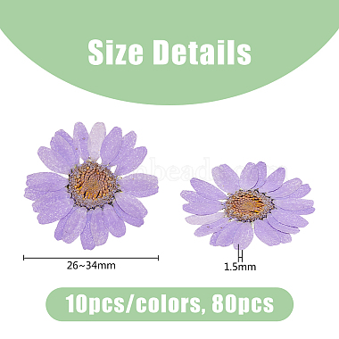 hobbiesay 80piezas 8 colores flores secas prensadas(DIY-HY0001-73)-2