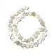 Natural White Shell Beads Strands(SHEL-F003-07)-4