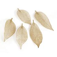Electroplated Natural Leaf Big Pendants, with Iron Findings, Light Gold Plated, 70~100x30~50x1mm, Hole: 3x6mm(IFIN-Q119-01D)